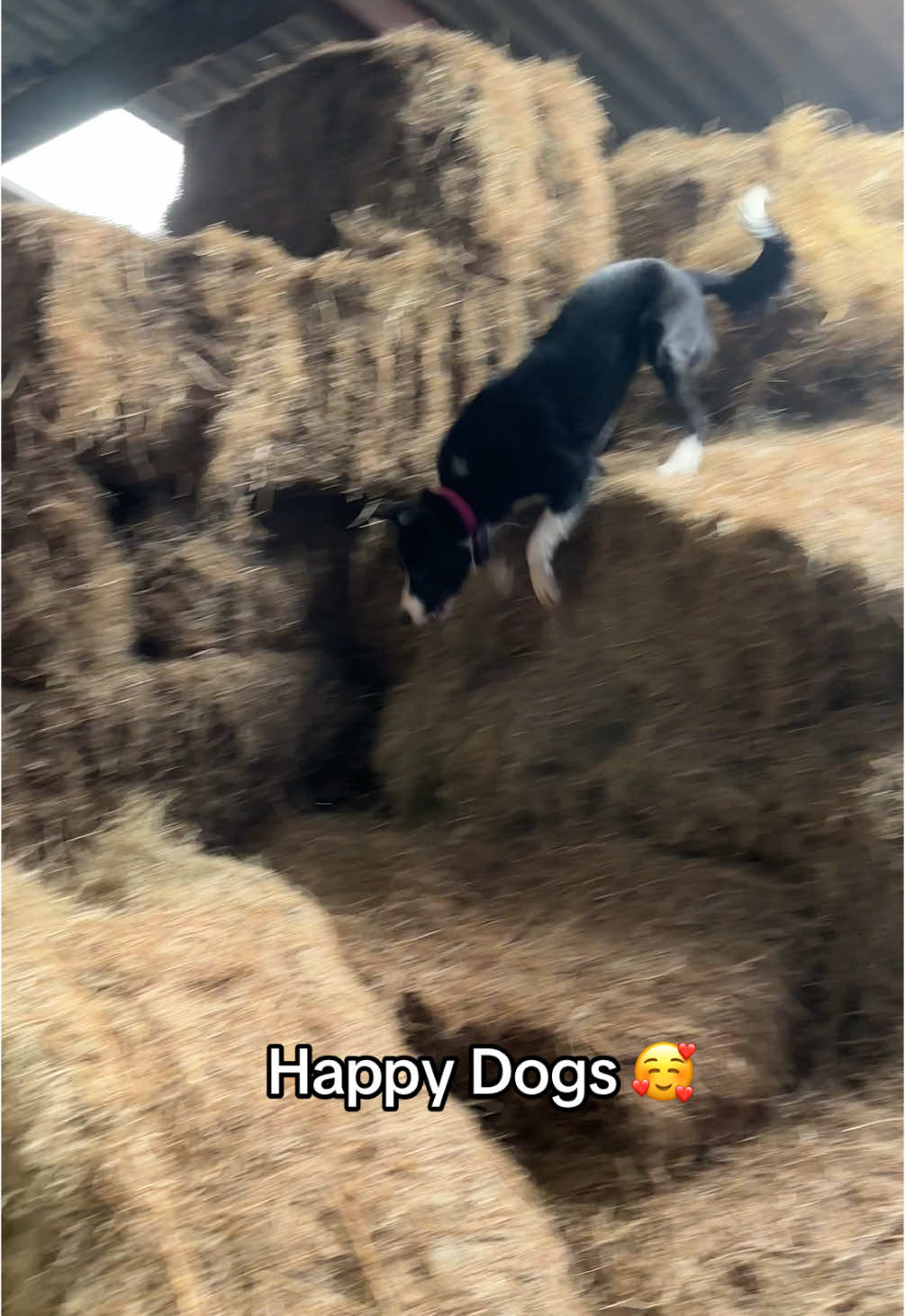 @Marti Border Collie Geek
