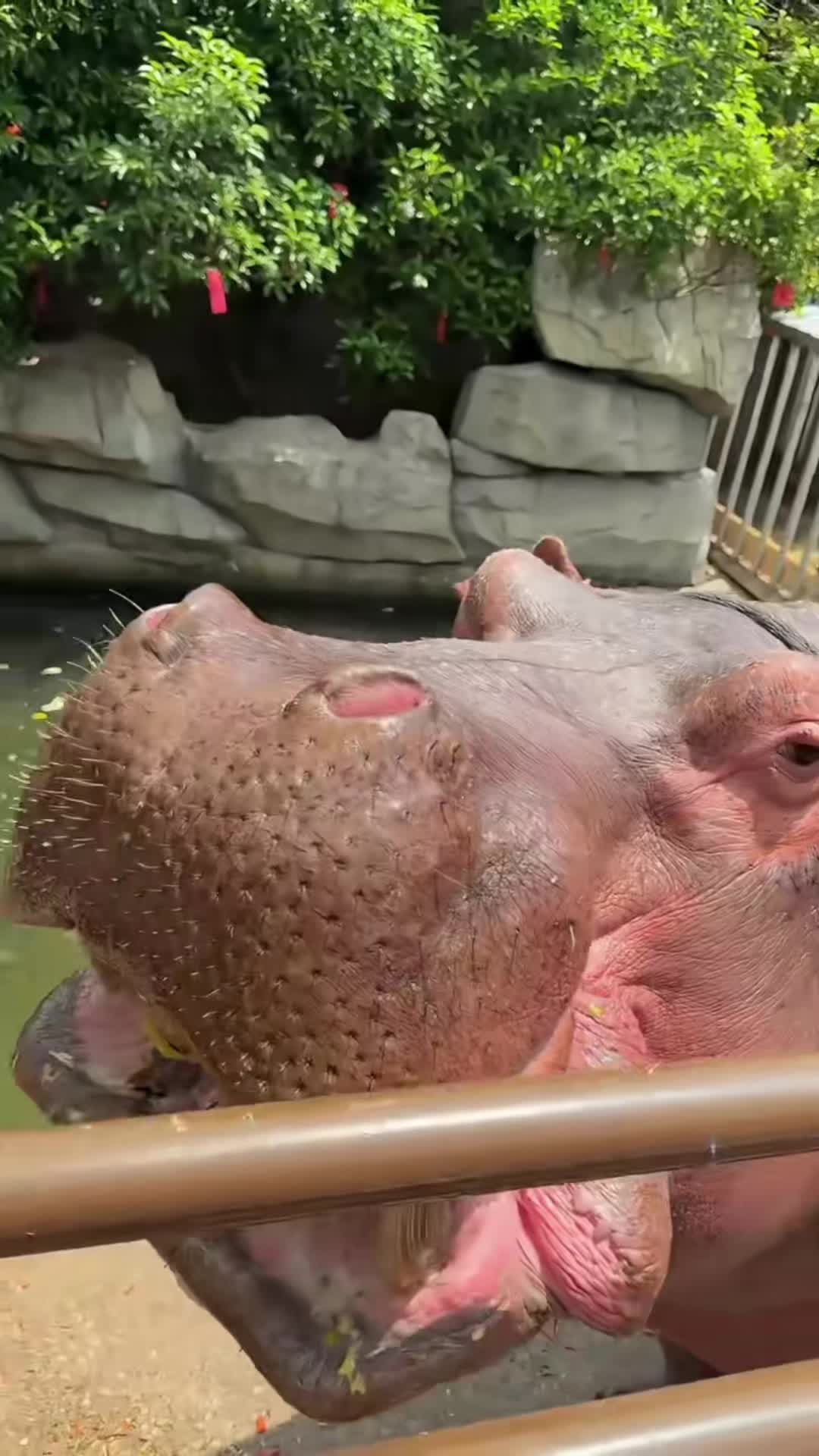 @Hippo