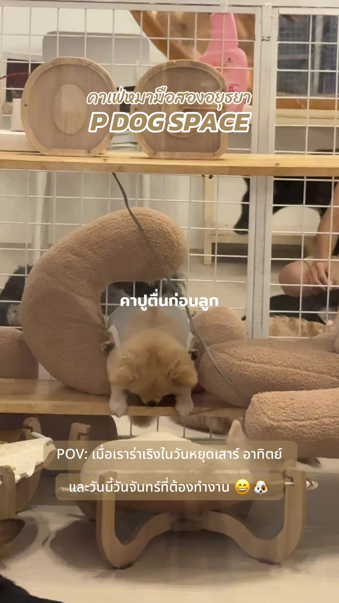 @P Dog Space คาเฟ่หมามือสอง 🐶
