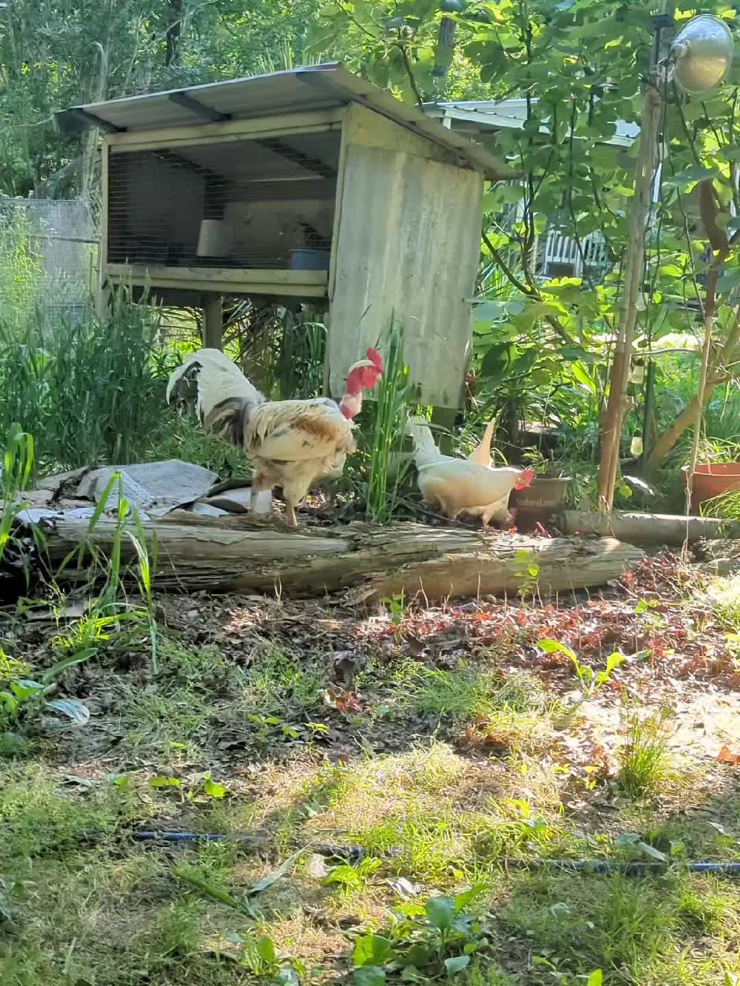 @Daybird Aviaries