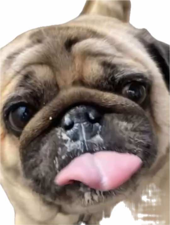 @Pug_bulka
