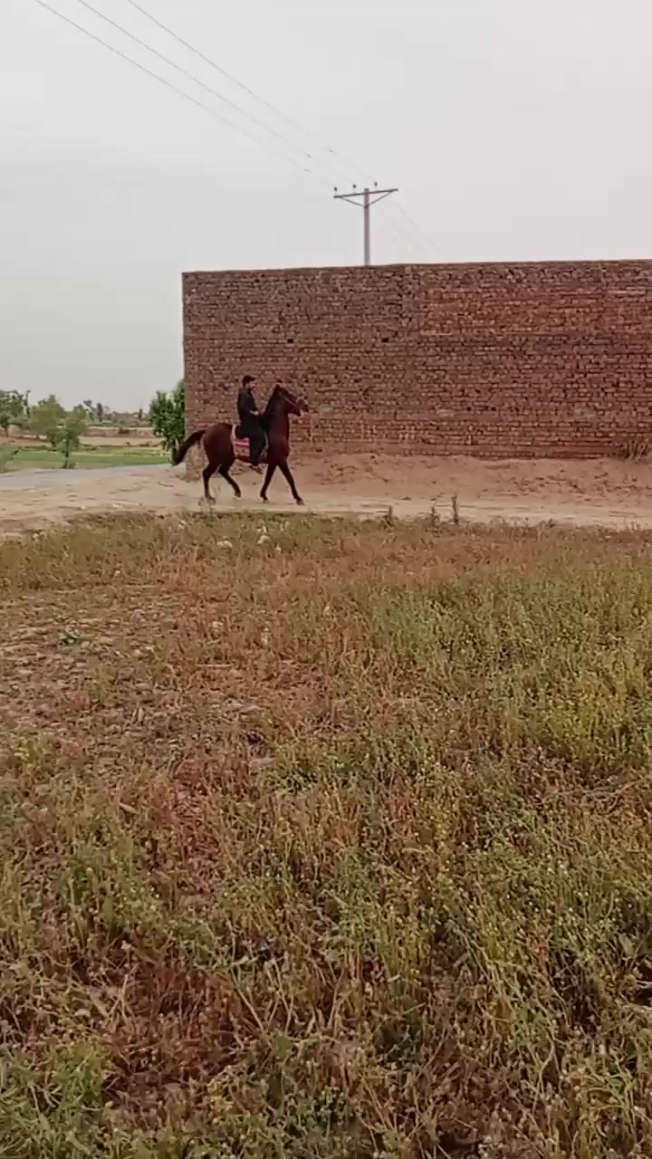 @احمد گل نمبر دار