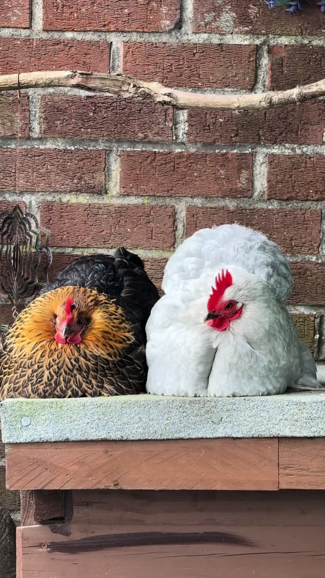 @𝗤𝘂𝗮𝗰𝗸 & 𝗙𝗲𝗮𝘁𝗵𝗲𝗿𝘀