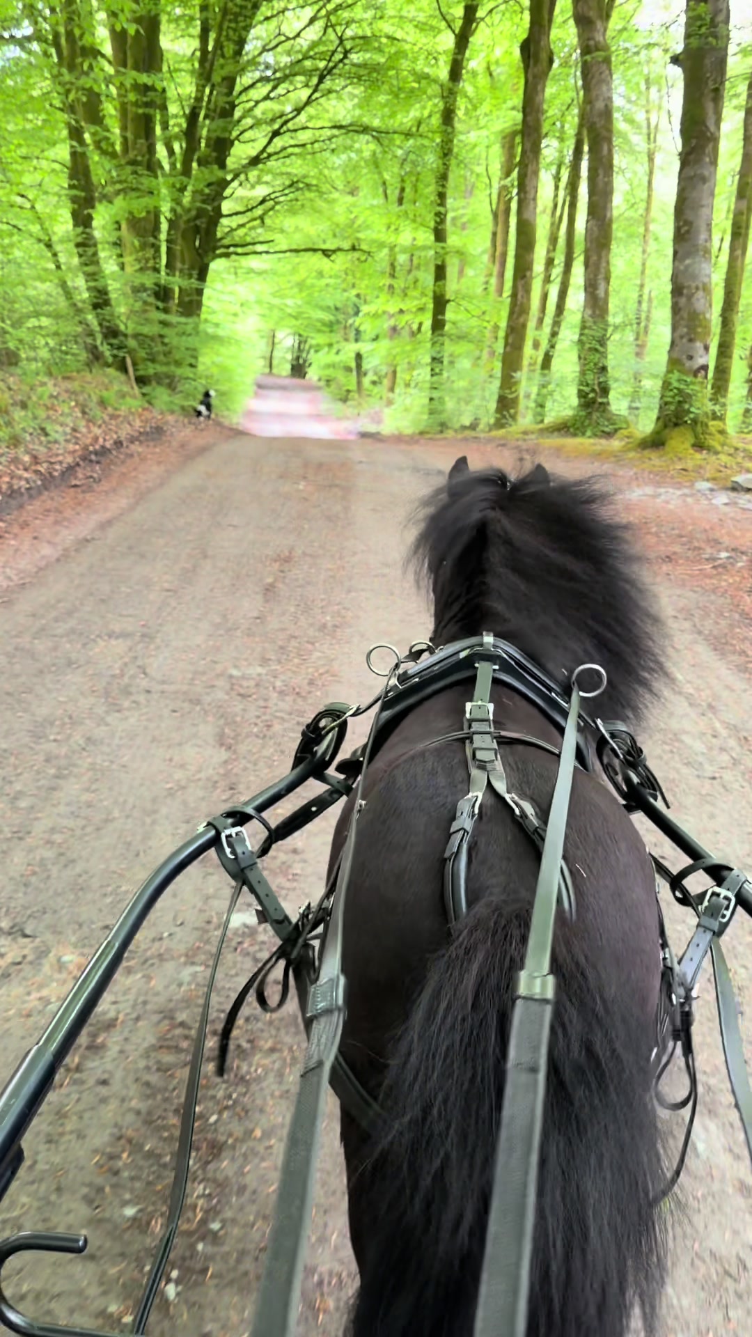 @Dartmoor Carriages