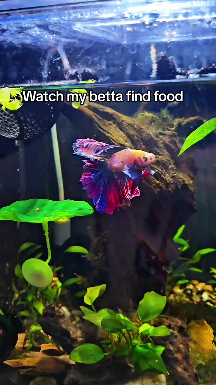 @NebulaTheBetta
