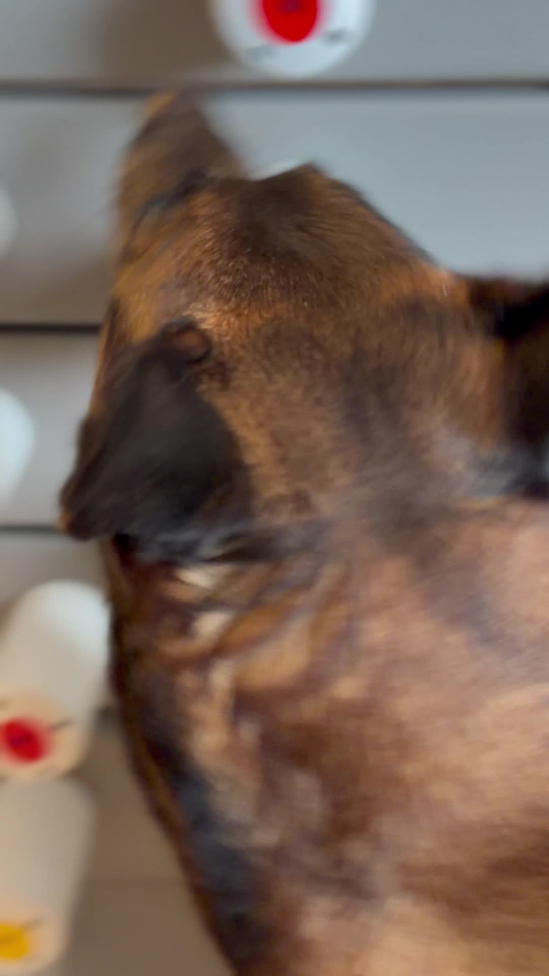 @Alexandra Butler-Enigma Canine