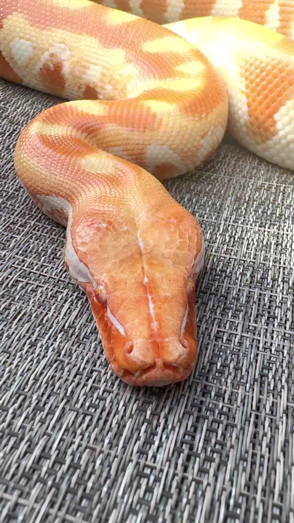 @Short-Tailed Pythons, LLC