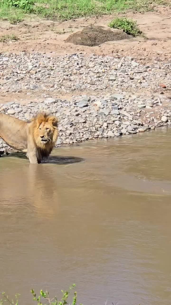 @lion_world5