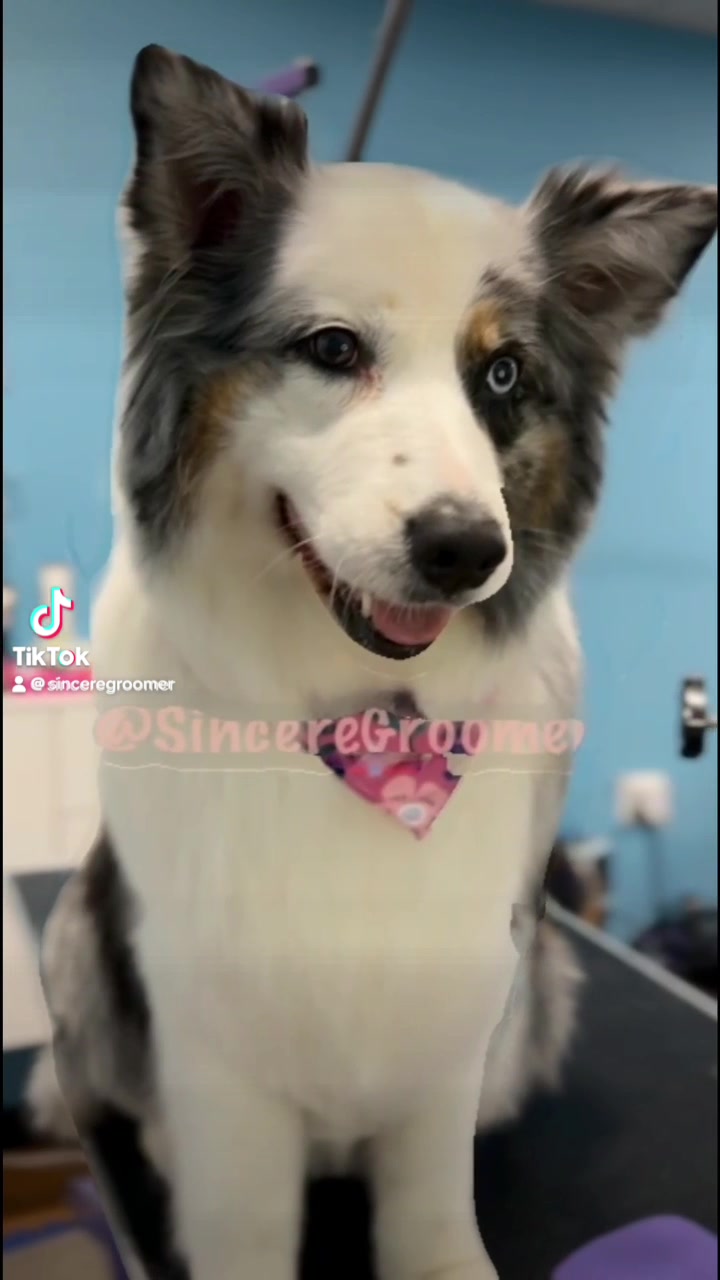 @Sincere Groomer