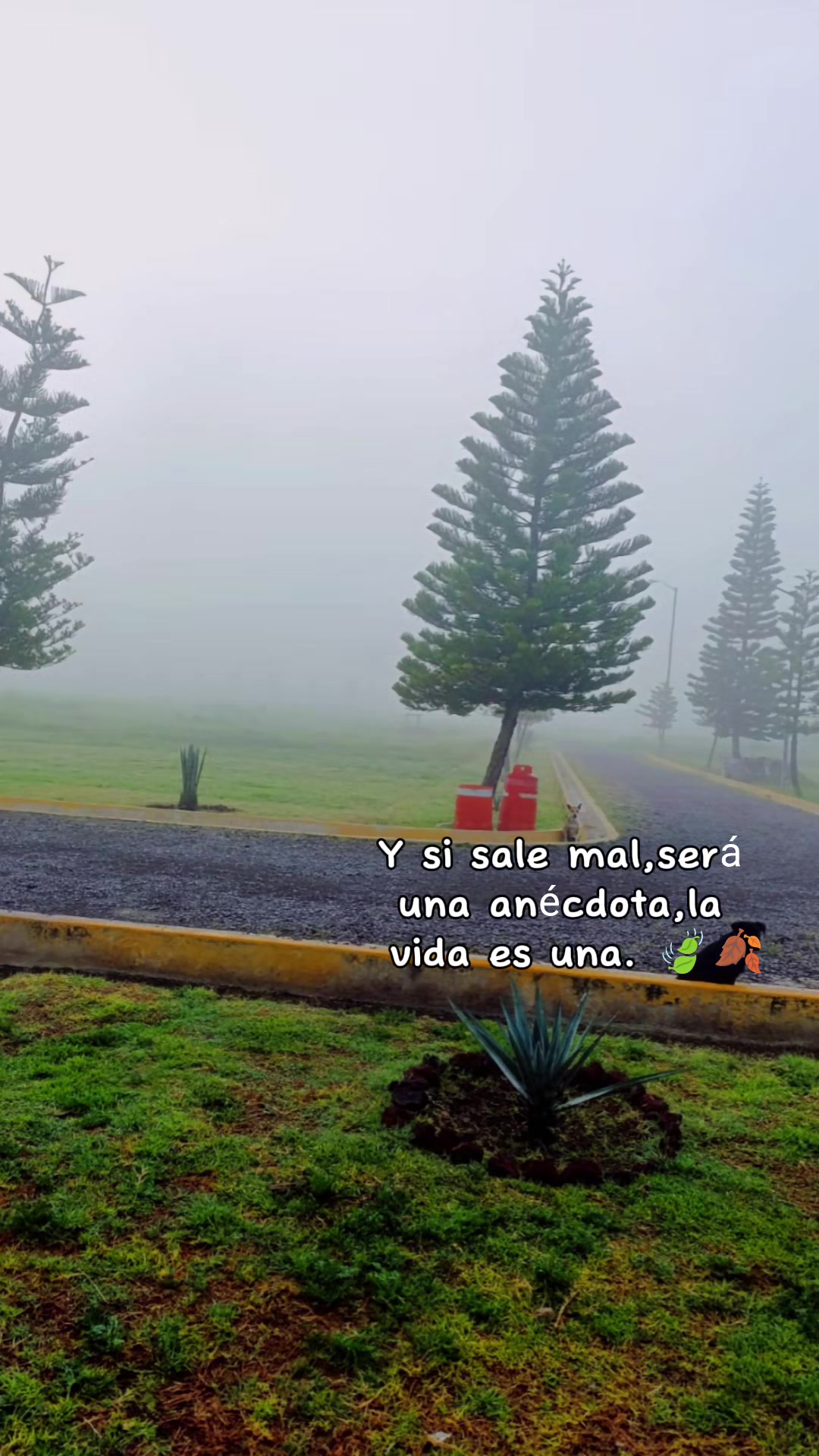 @💚Luisitha💚