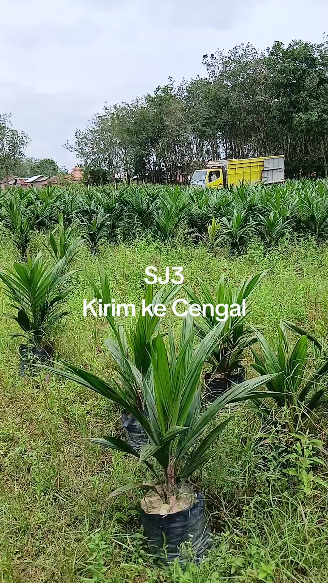 @BOS SAWIT
