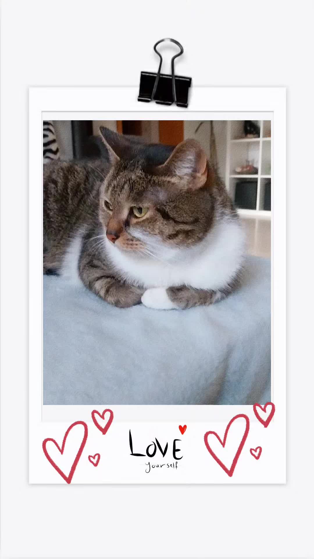 @Scotty🐱🐾🐱🐾 🐱🐾🐱🐾🐱🐾