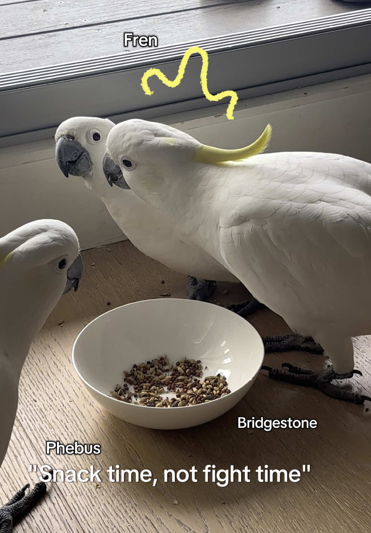 @aussie.cockatoo