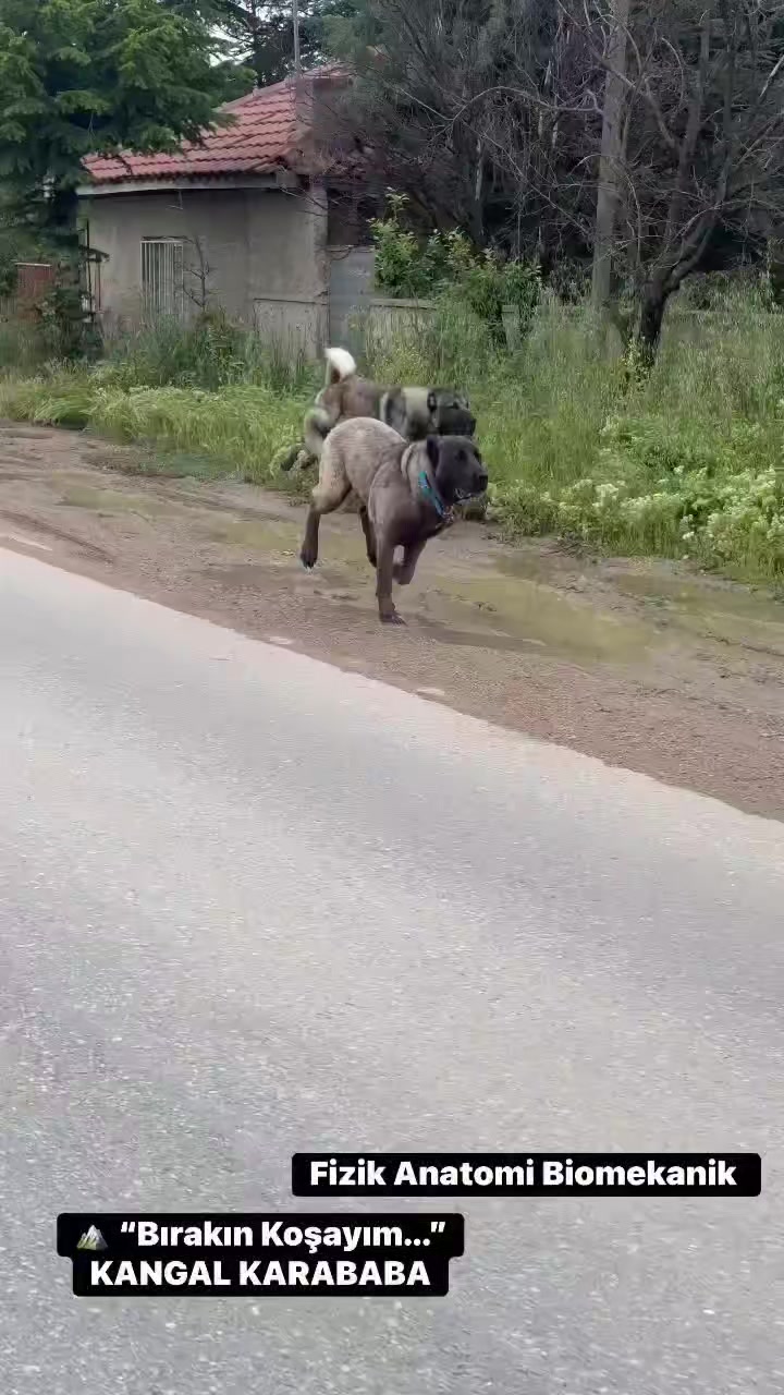 @Ahmet ÖZeN
