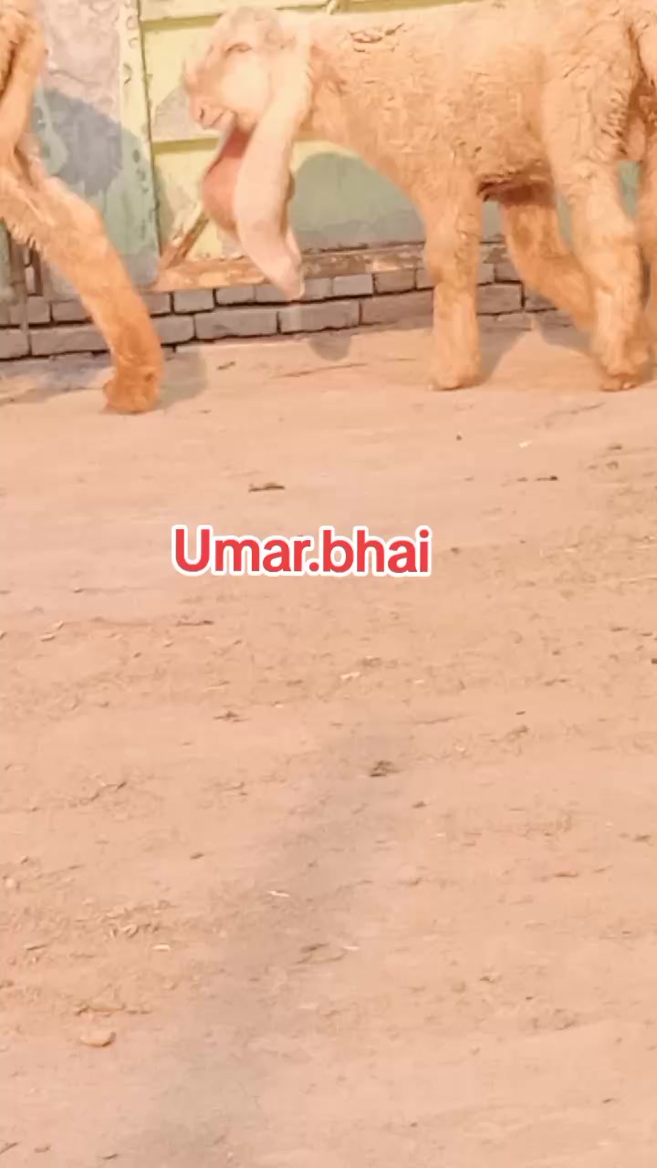@Umar Farooq