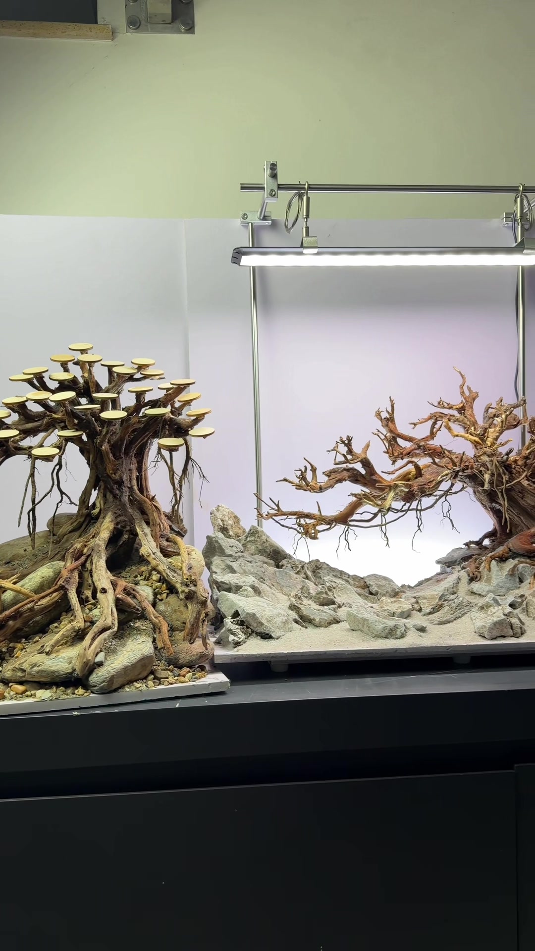 @BachPhiAquascape