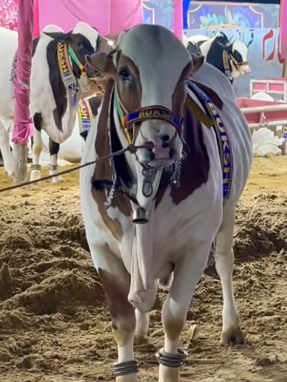@Karachi Bull lovers