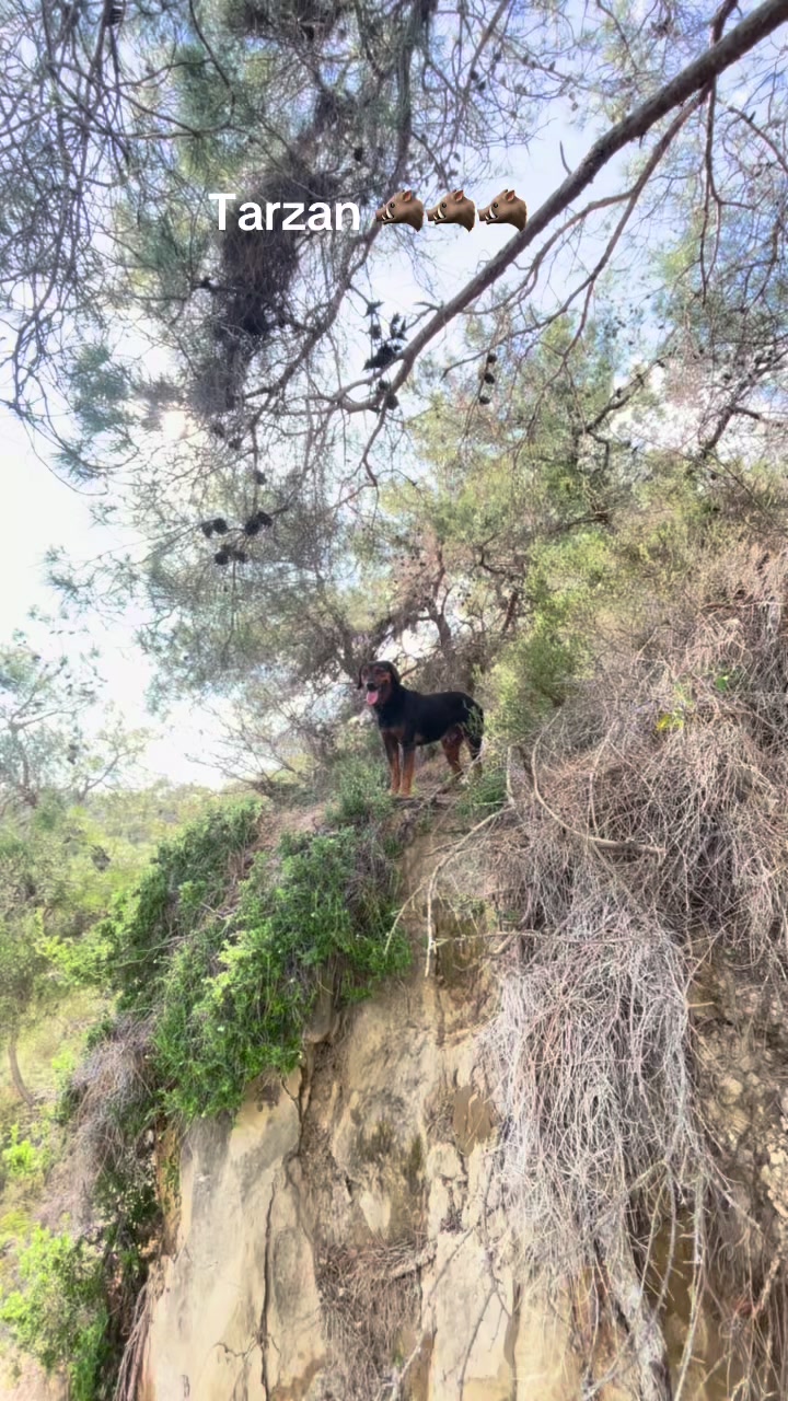 @Abdurrahman Atlı