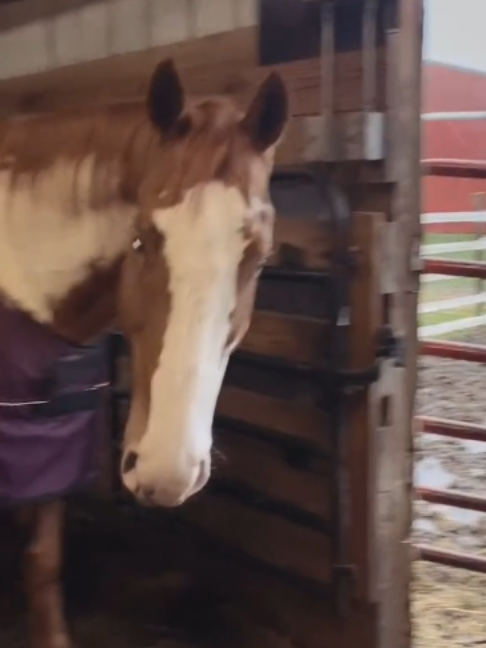 @Horses TikTok