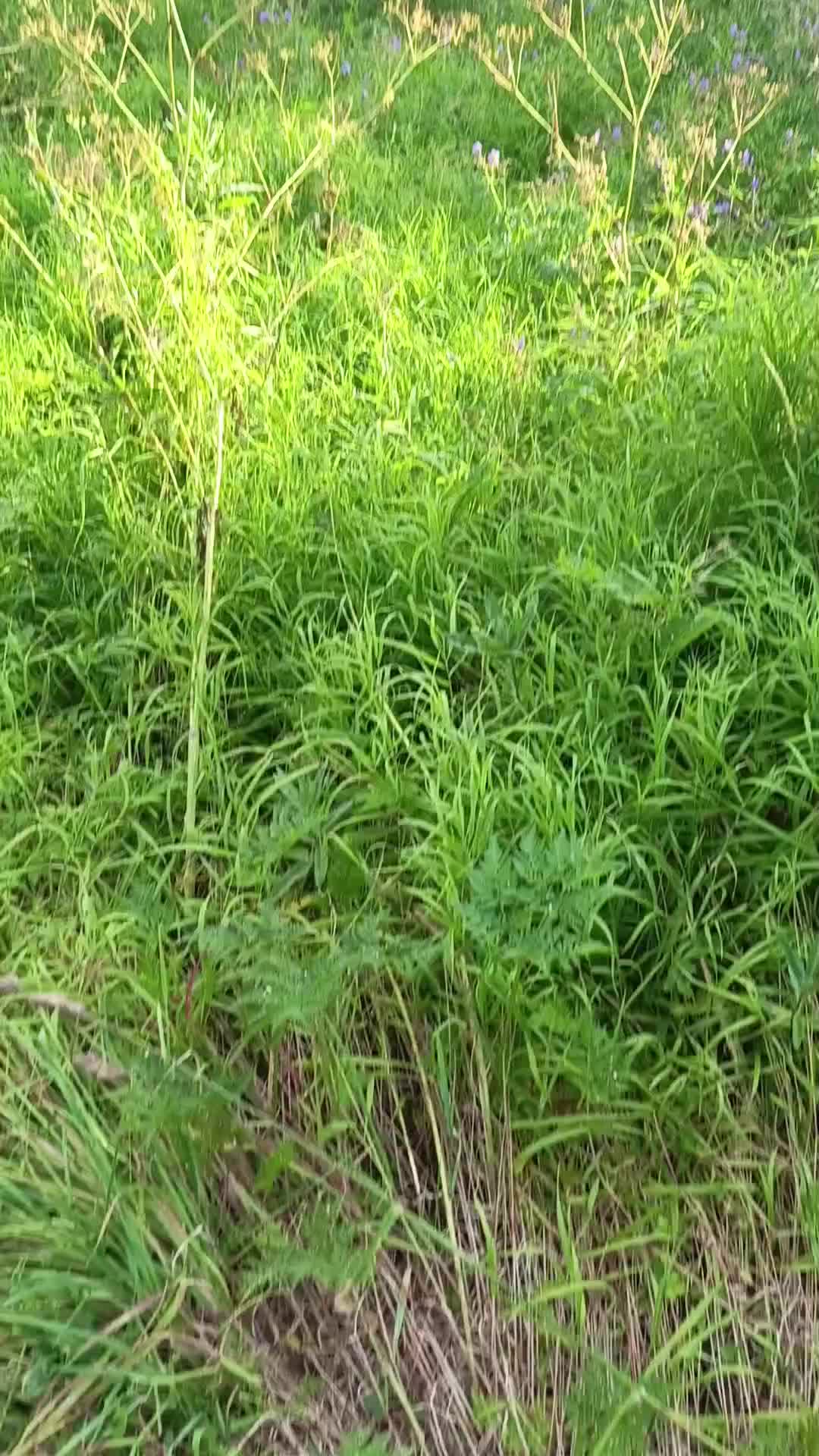 @мучачо