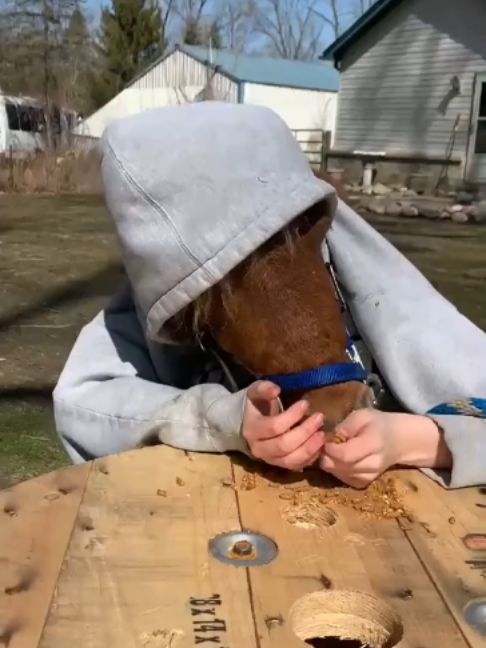 @Horses TikTok