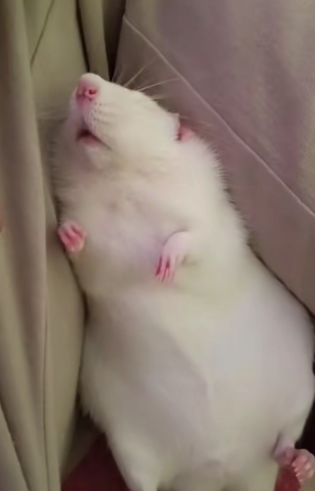 @Gargamel L'Féroce 🐀✨