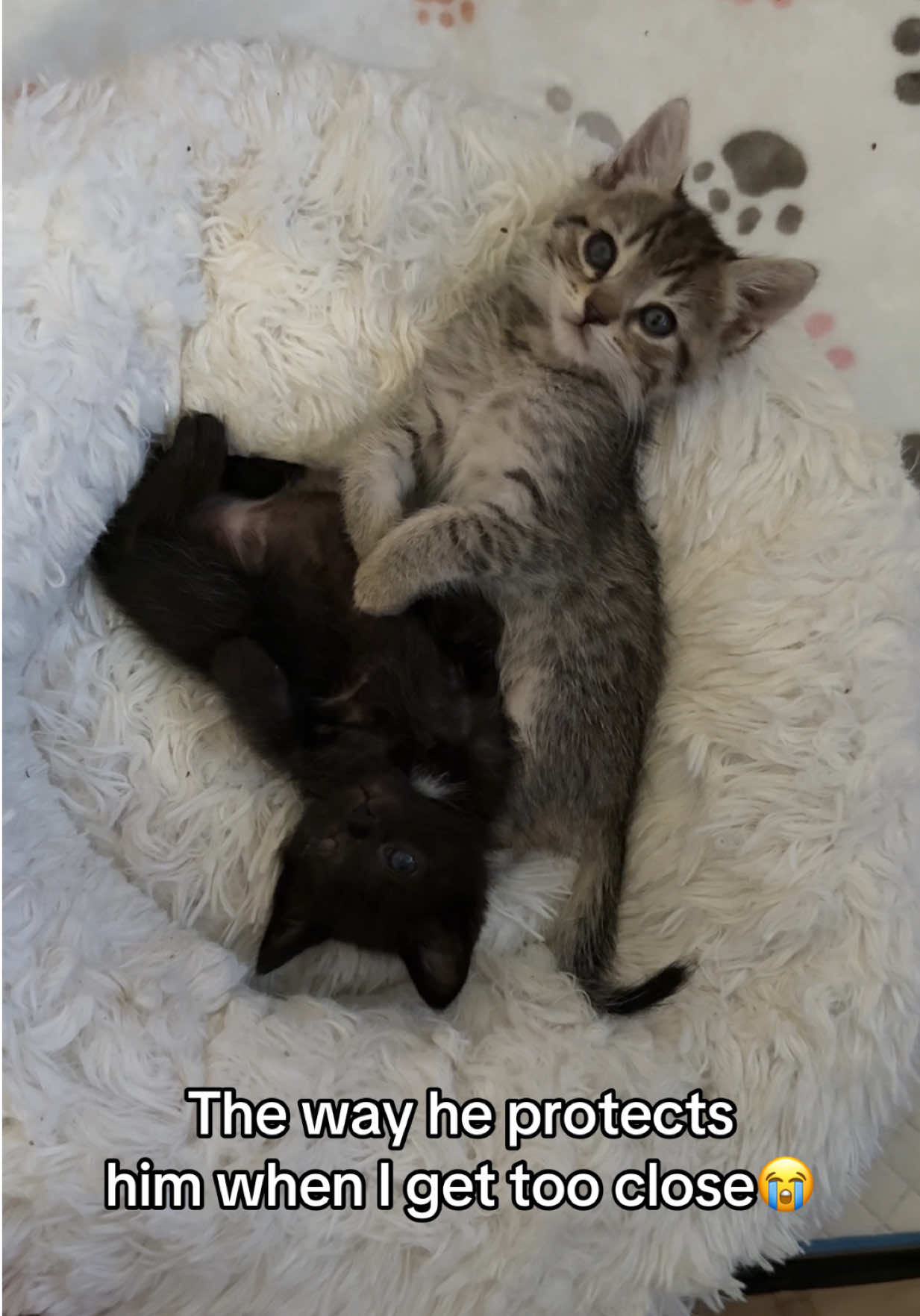 @Frankies_Fosters