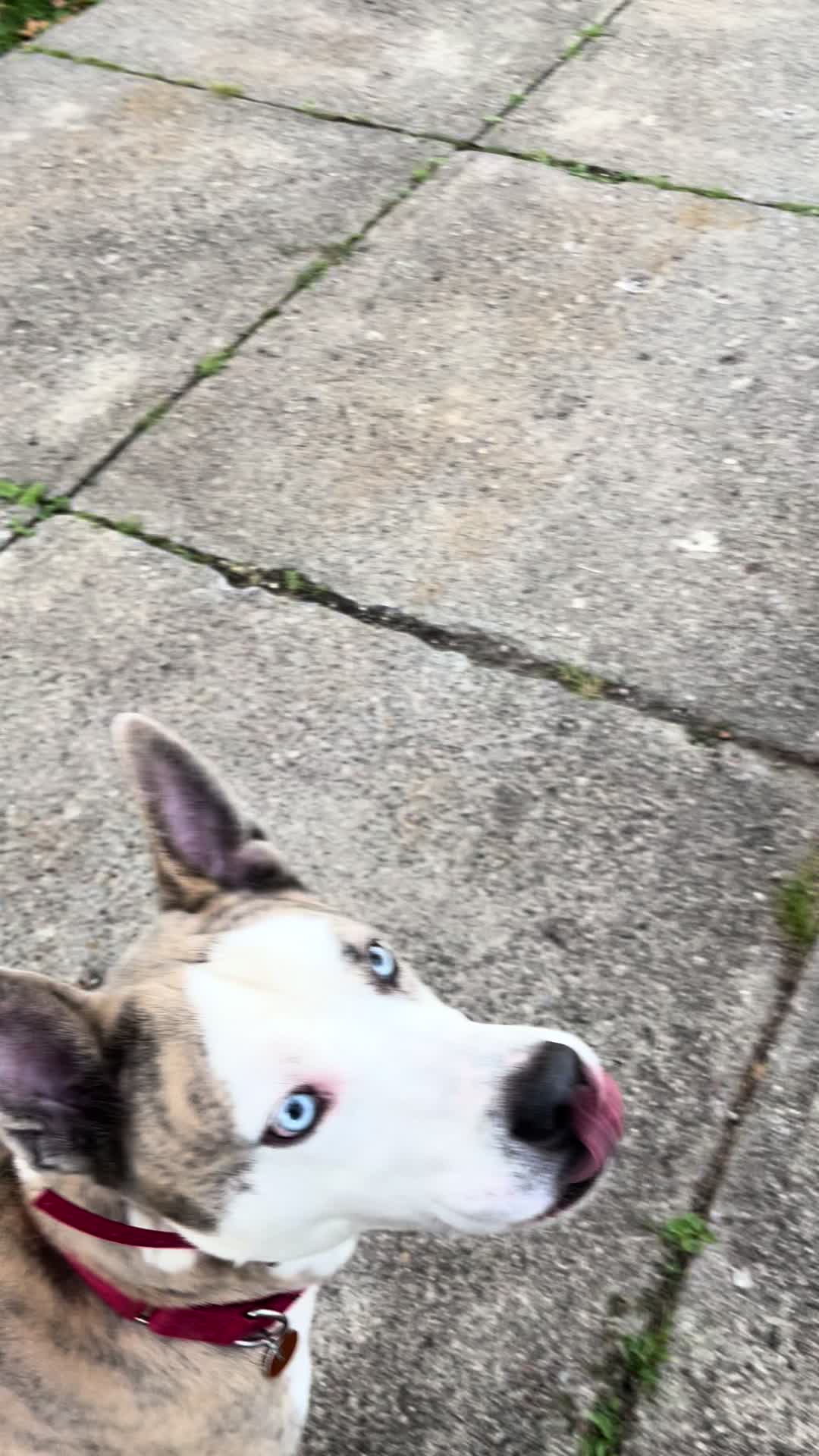 @Jay TheDog Trainer