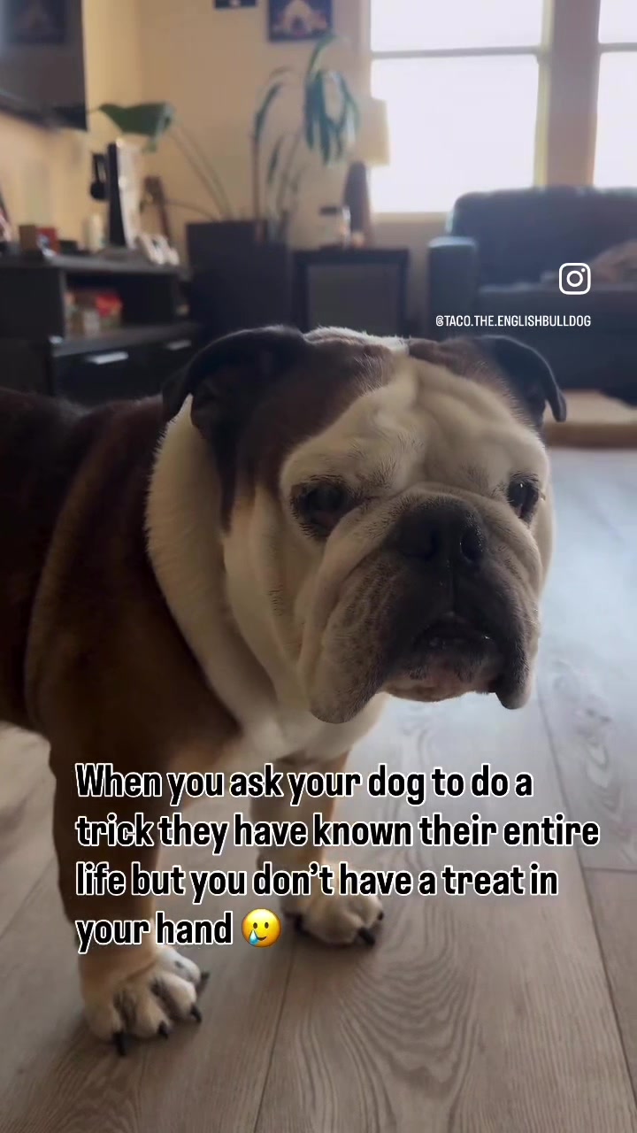 @Taco 🐶🧿
