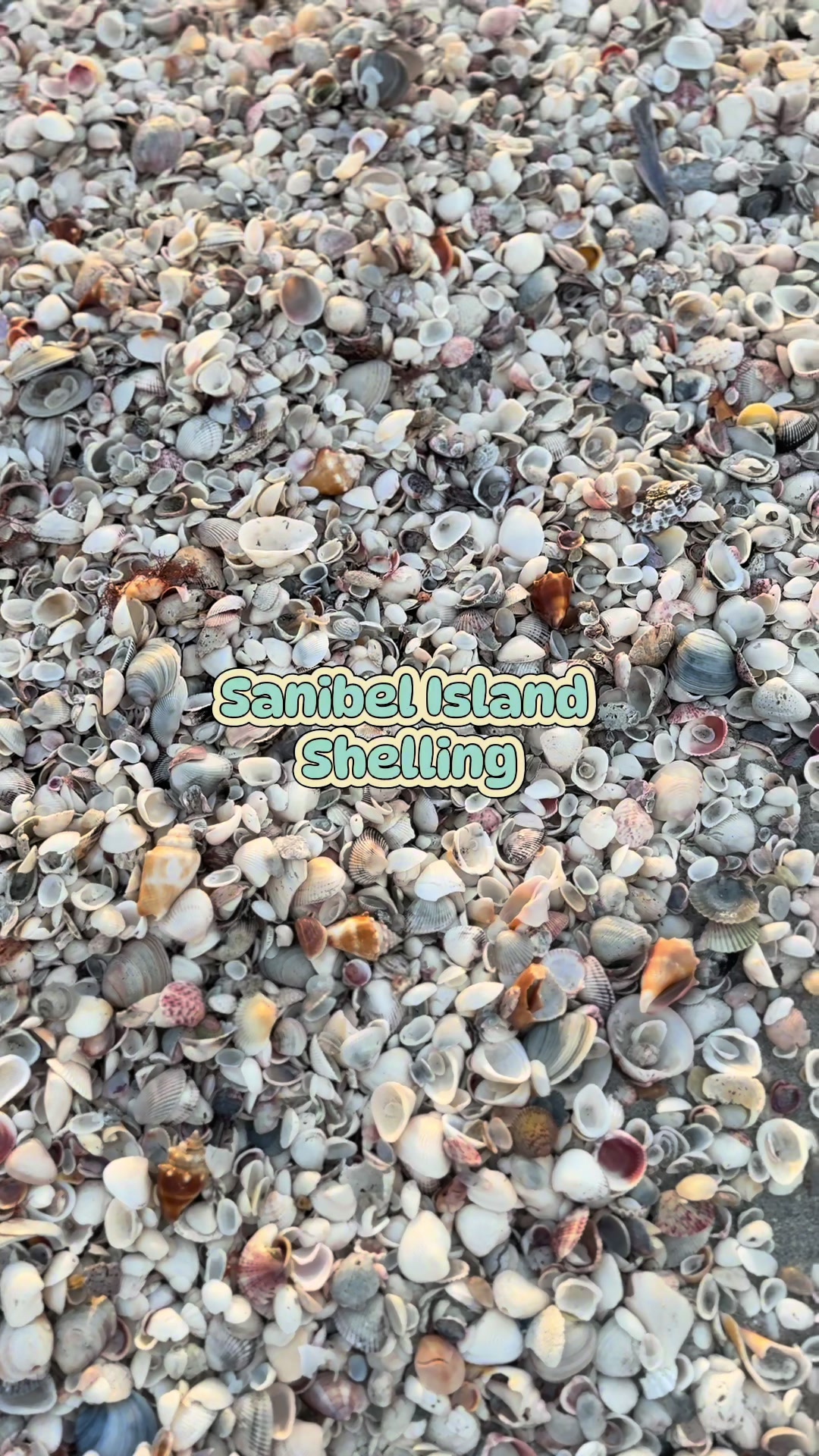 @Sanibel Sis