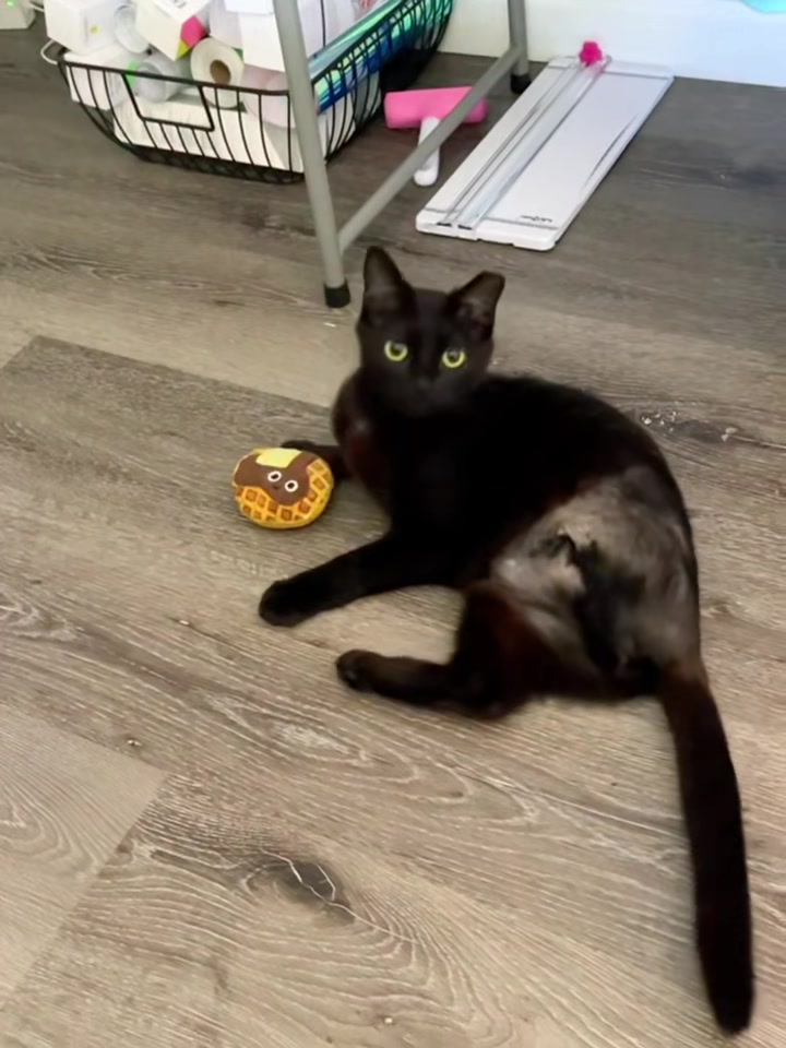 @dutch.vandercat