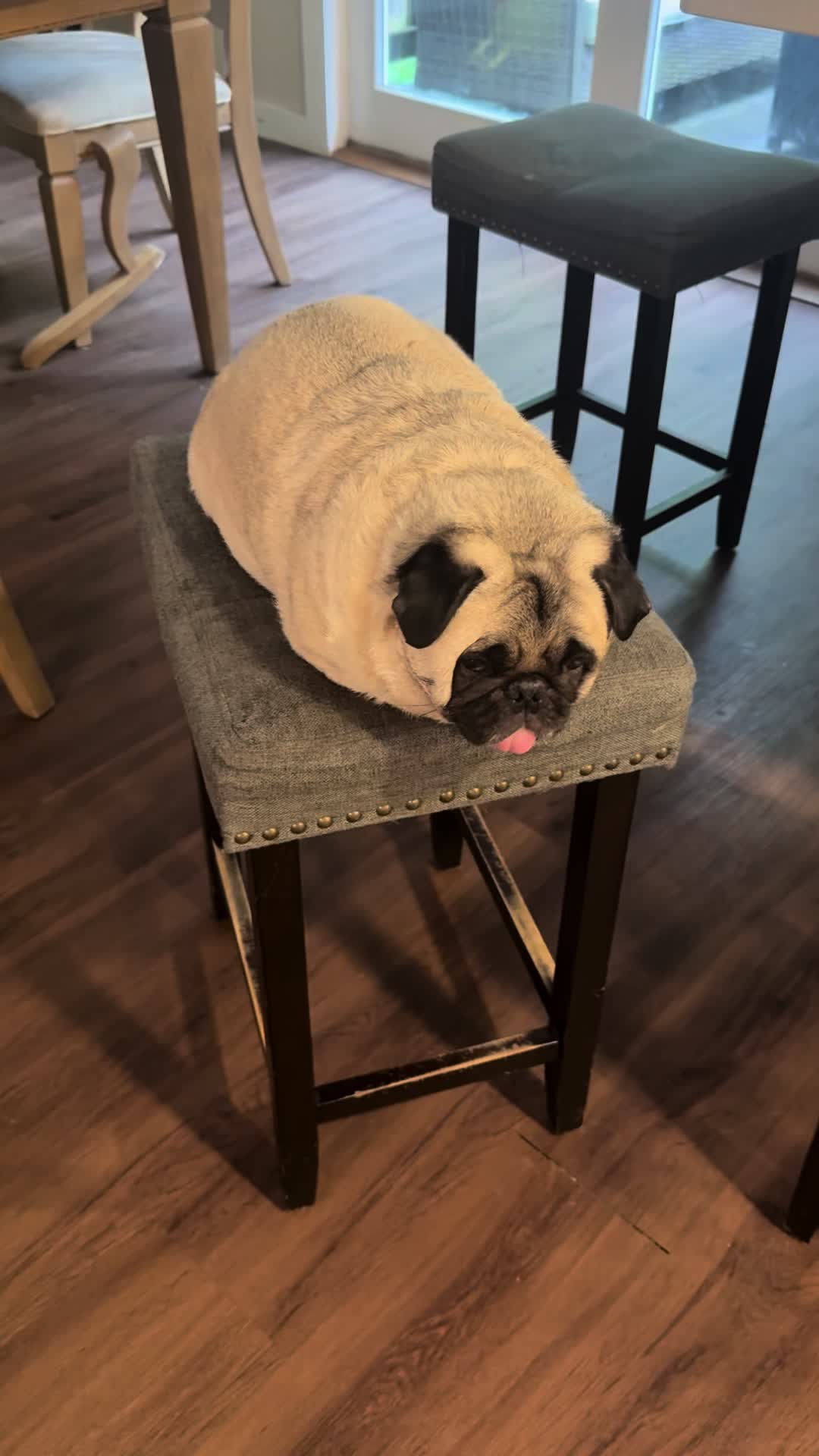 @PEARL - Quadruple-Amputee Pug