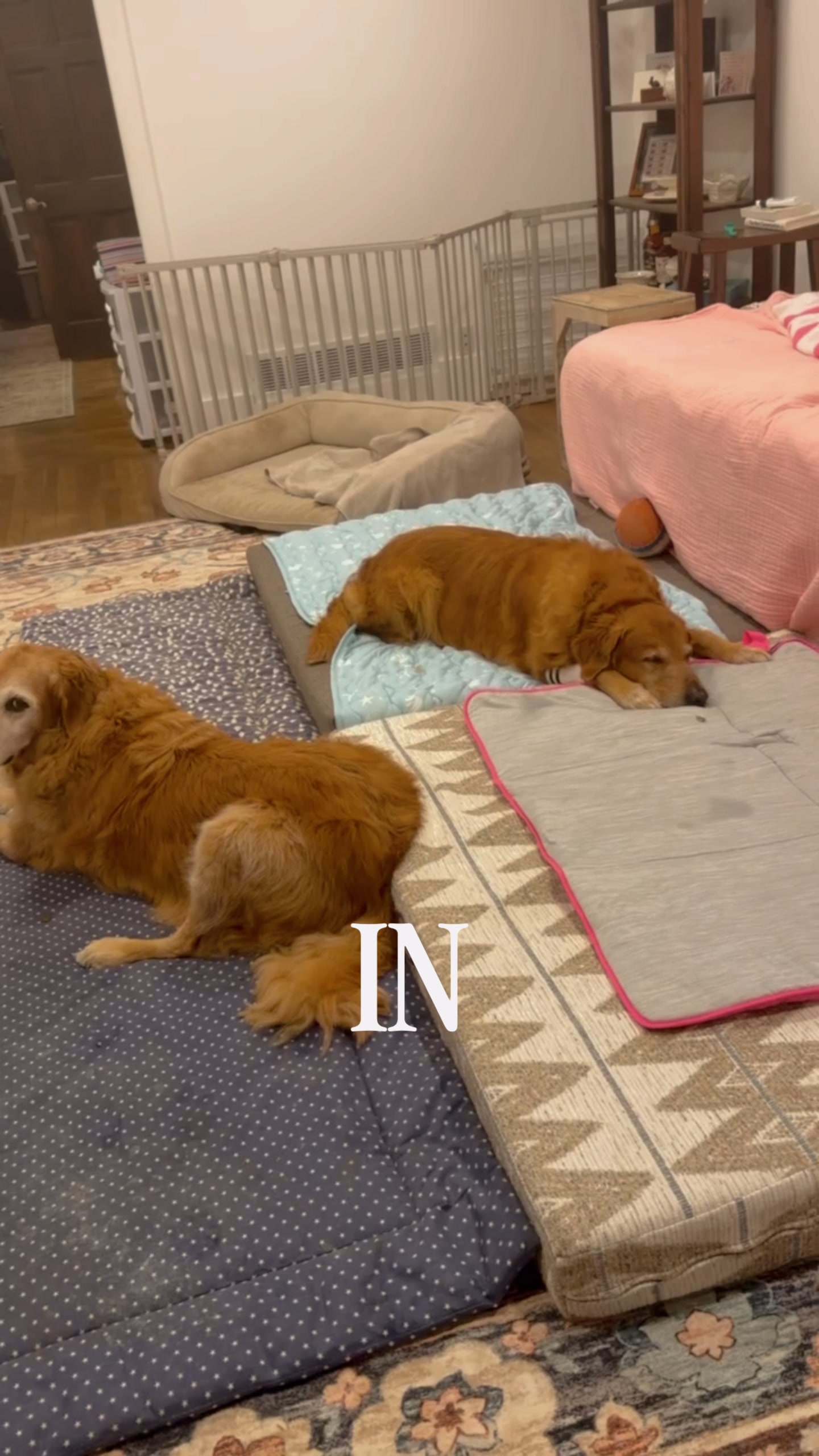 @DogMomisms