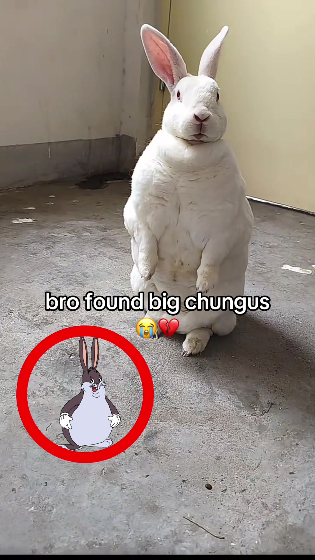 @bababooy1.2