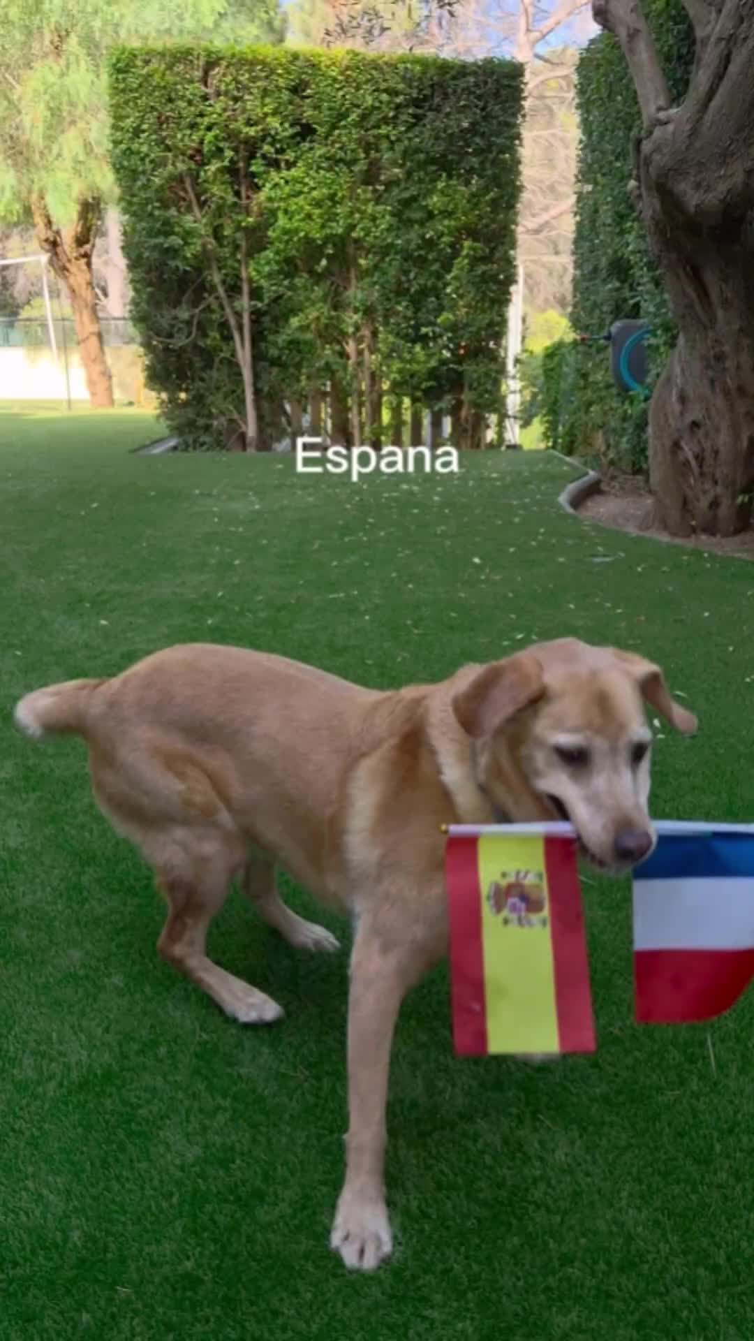 @MessiPaws