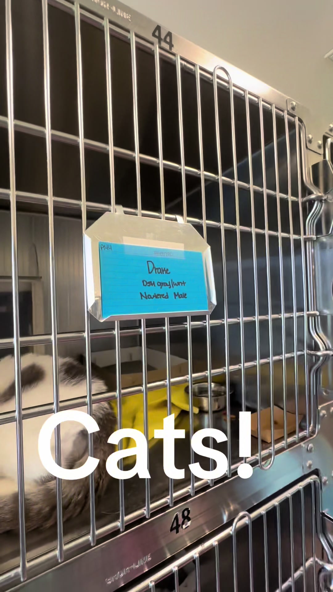 @Crazy Dog Lady