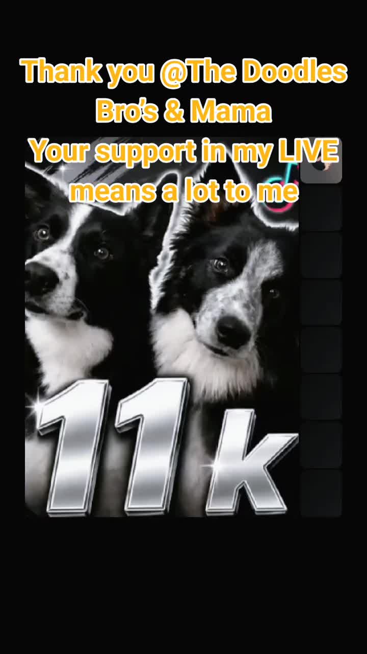@Bordercollies Anonymous Club