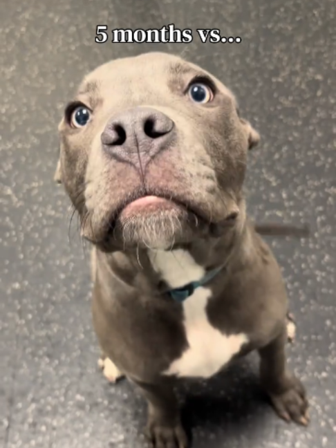 @Dogtopia
