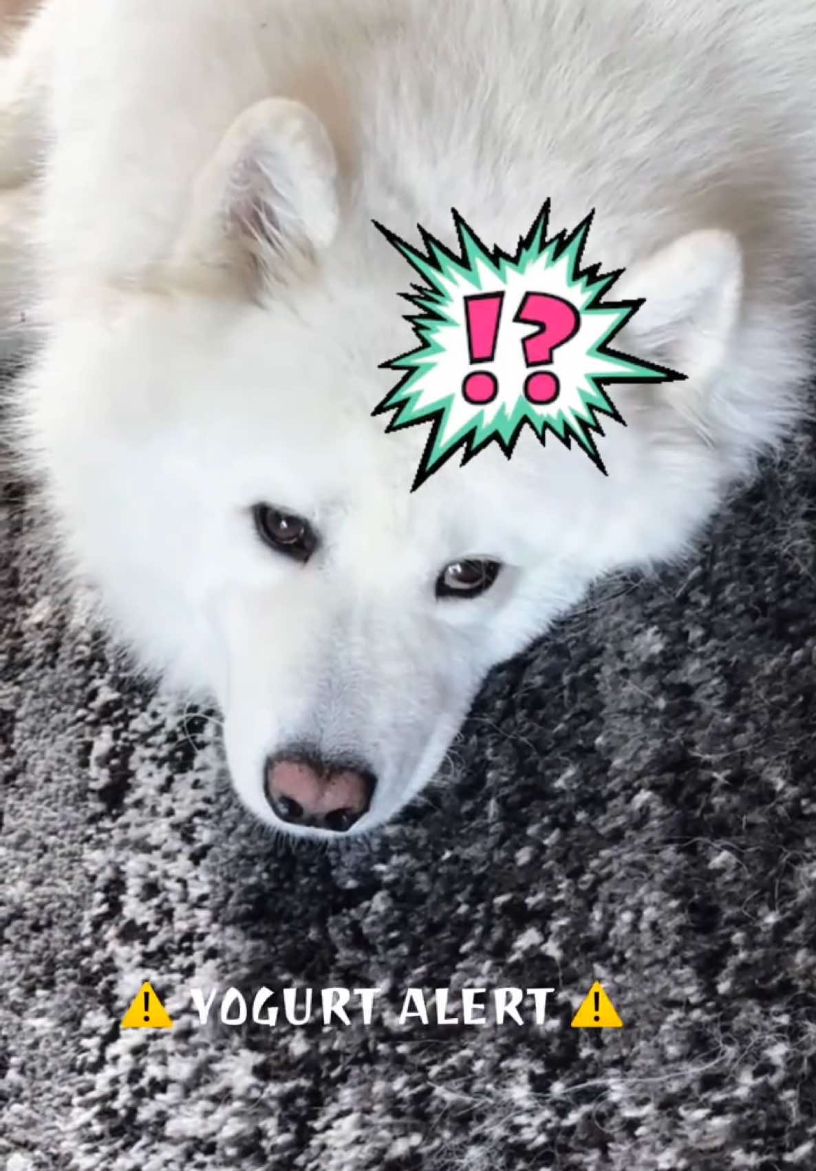 @Koda
