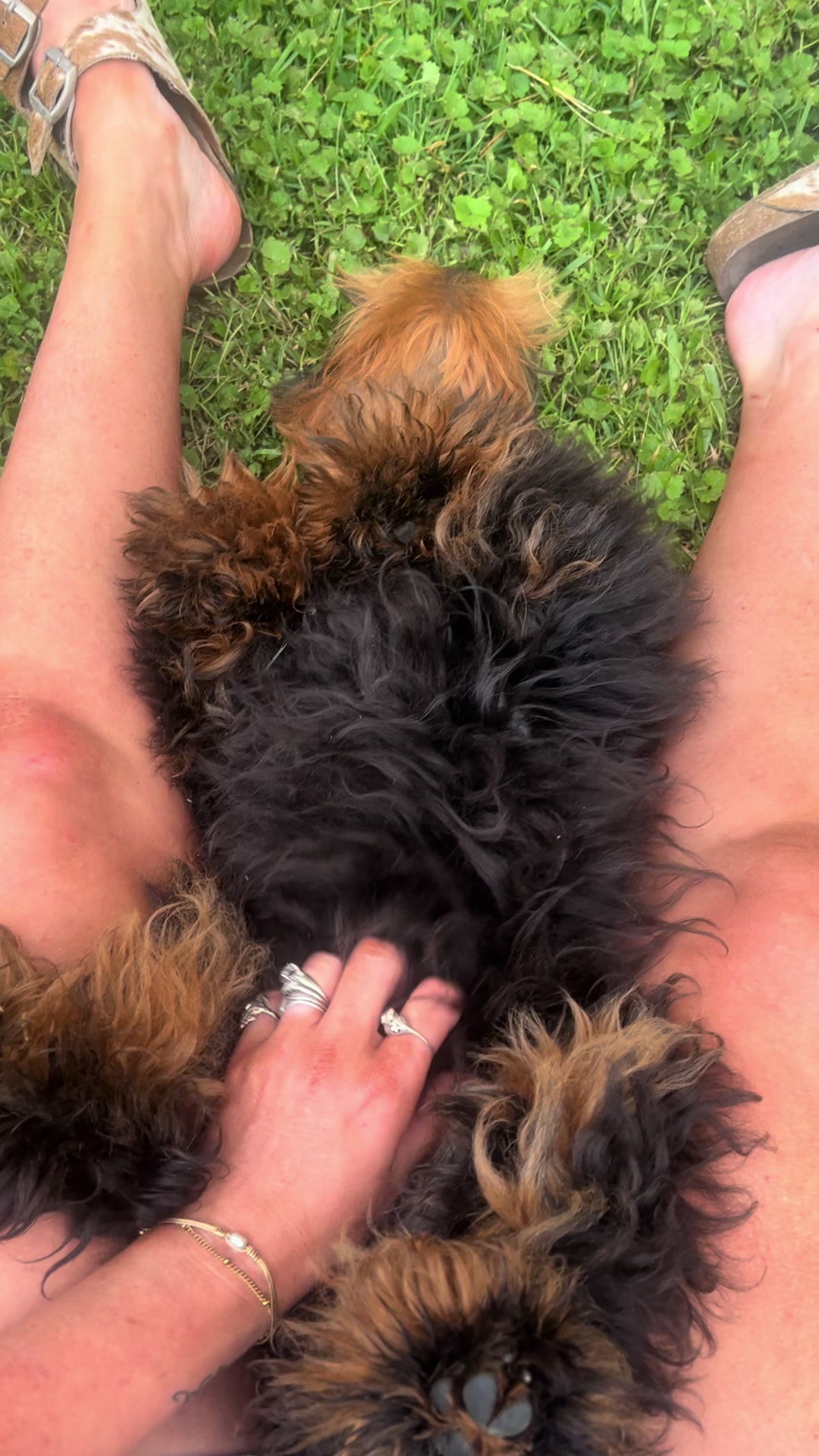 @Black Creek Kennels Schnauzers