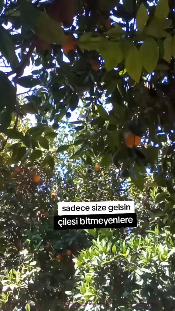 @TÜRK43