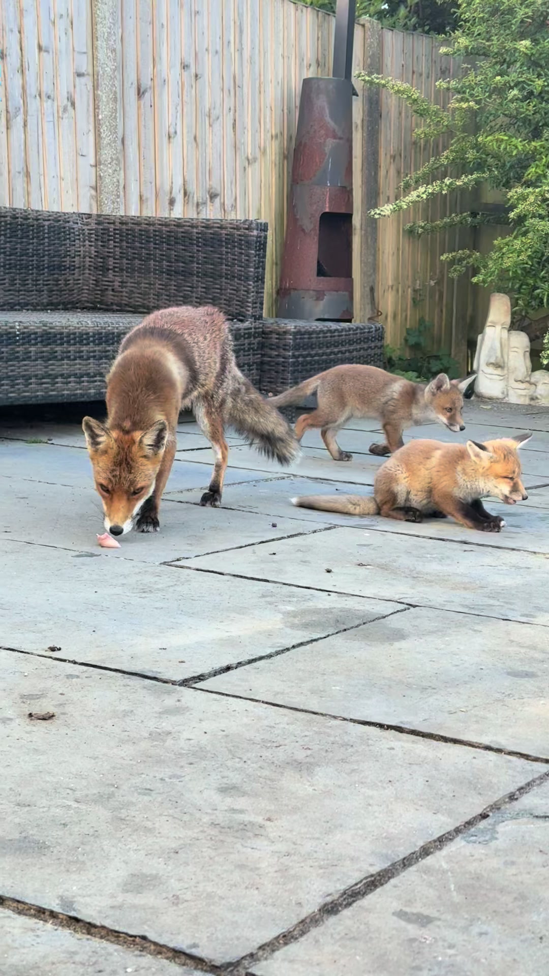 @gp_foxes