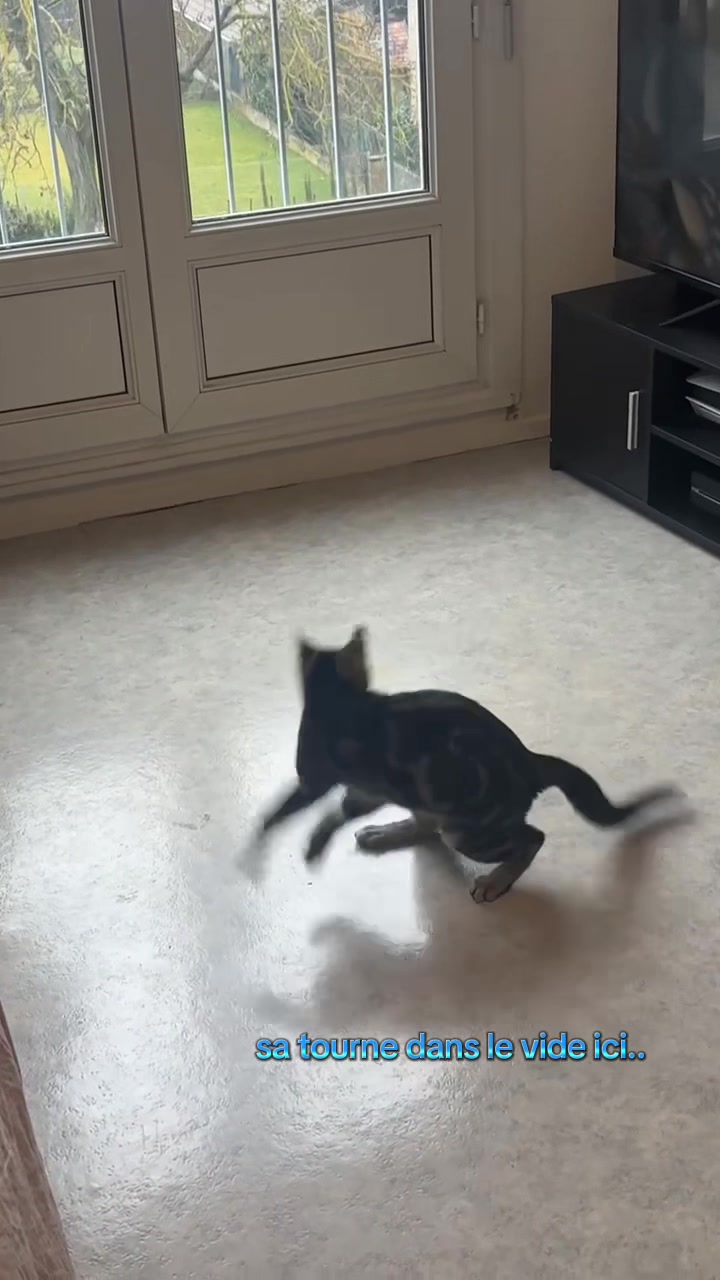 @Had&egrave;s & Zeus 🐱⚡️