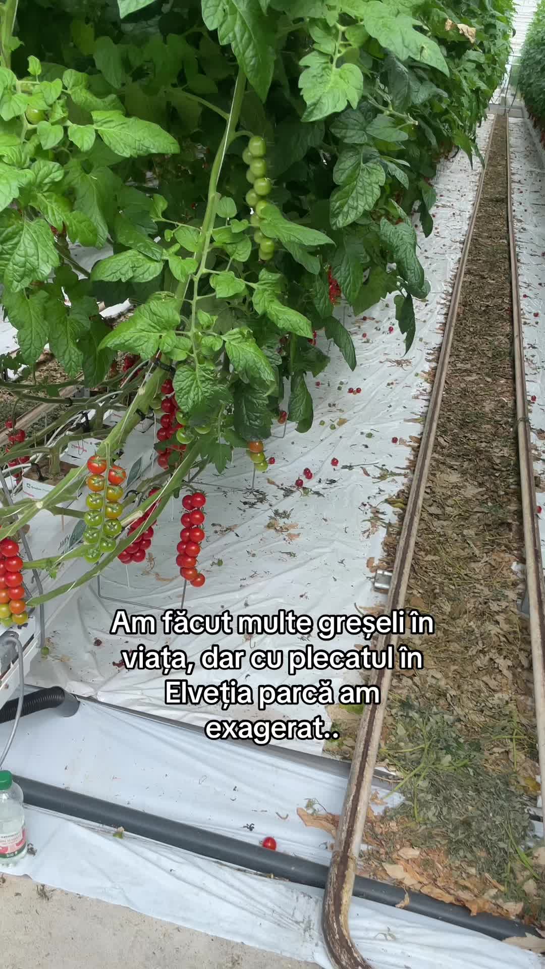@𝐋.𝐌.𝐕