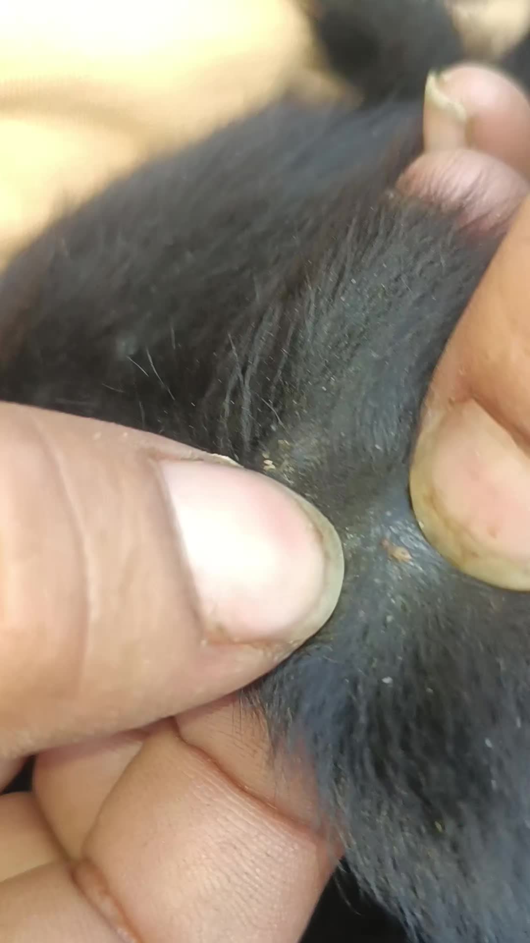 @LiceHack94