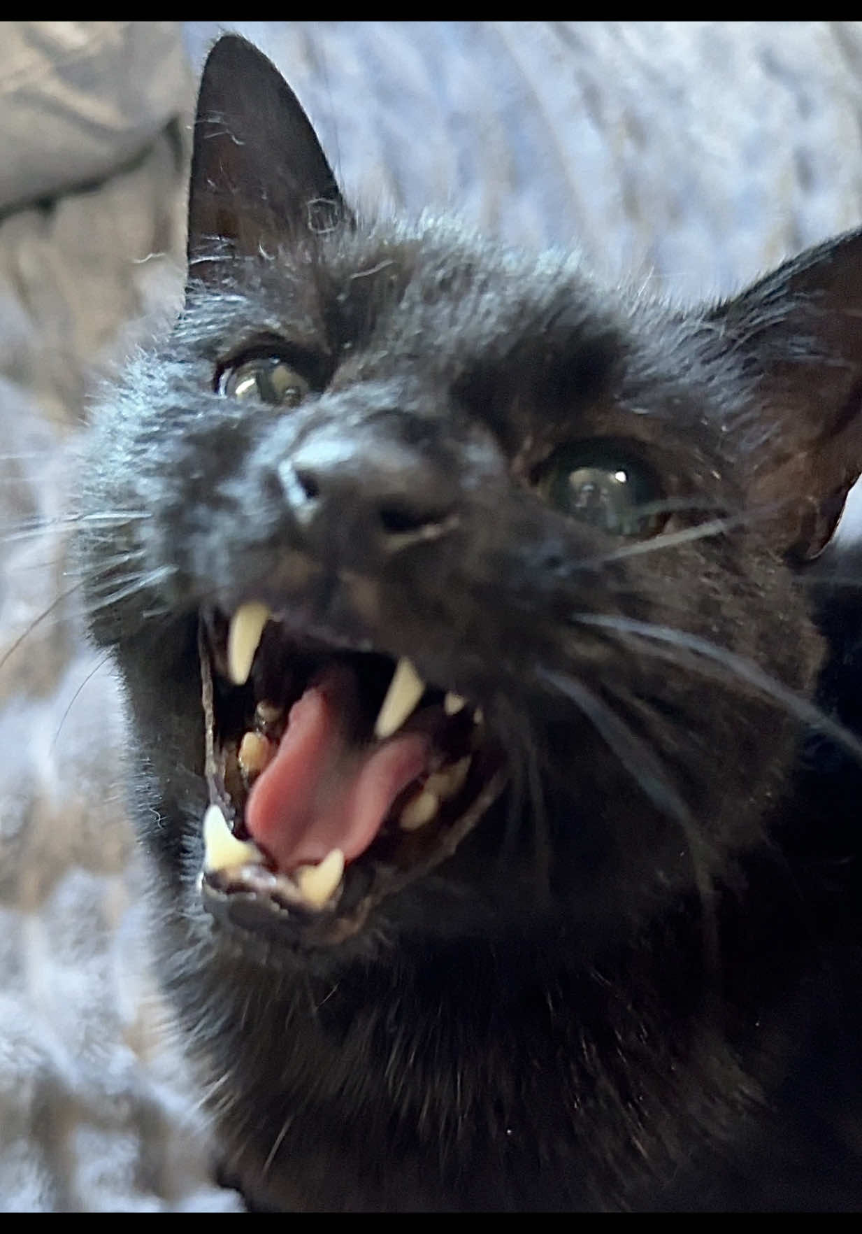 @Teefie_tribe 🐈⬛🐈⬛🐈🦷🦷