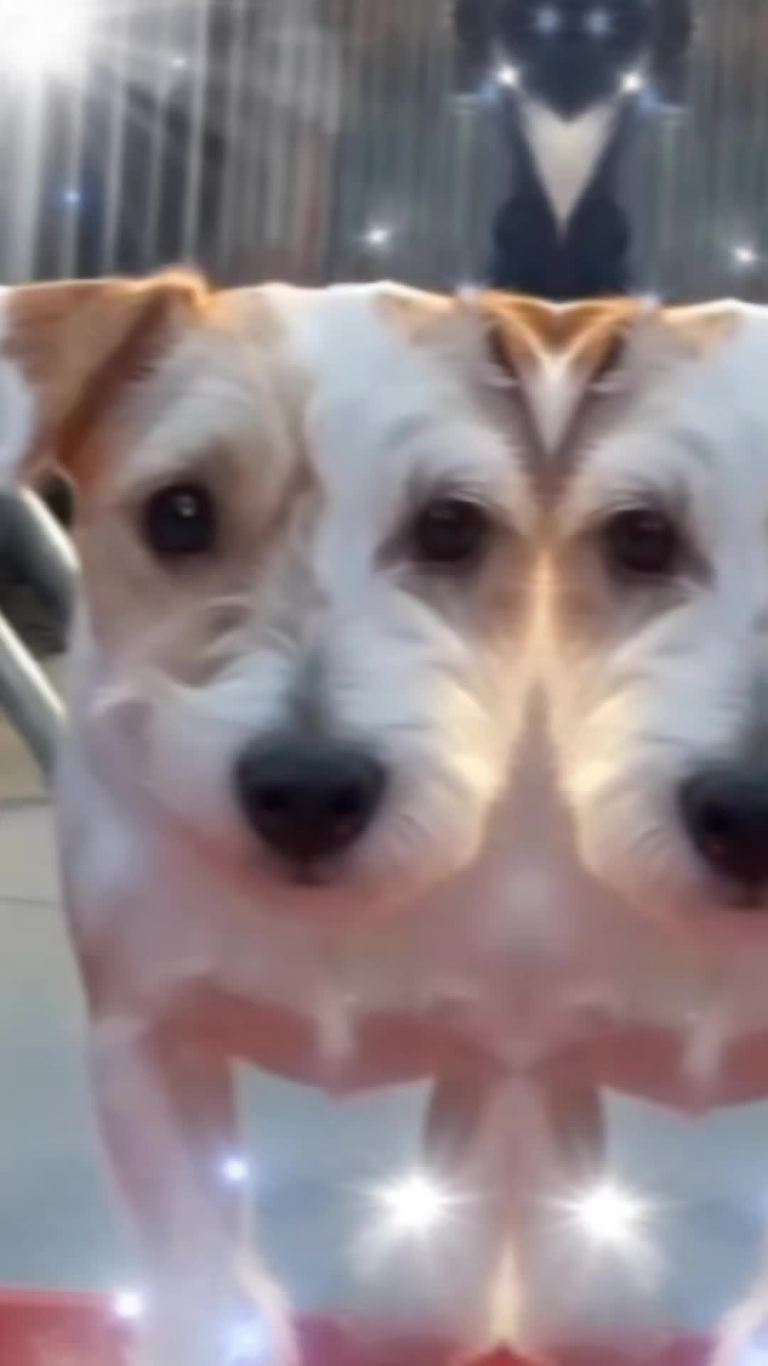 @Marie 👩&zwj;🦳 et Jolicoeur🐶🐾