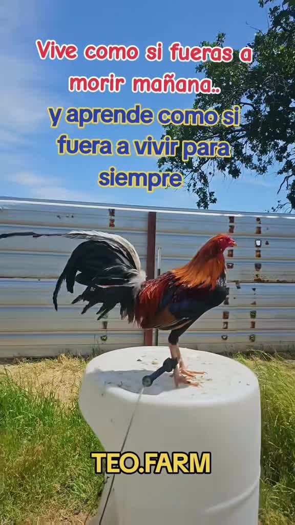 @TEO.FARM.CECI