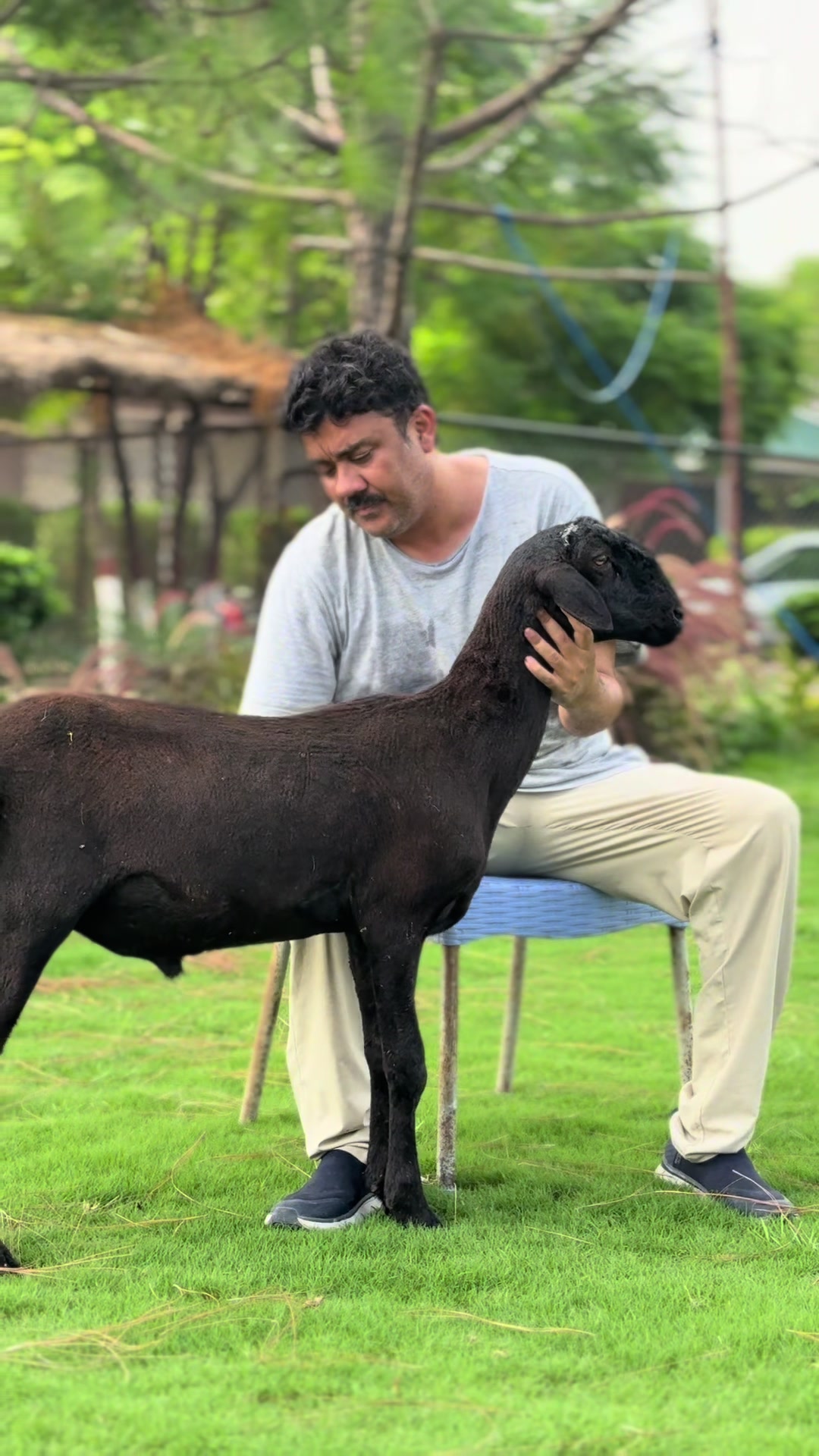 @Gulf Cattle Farm Official