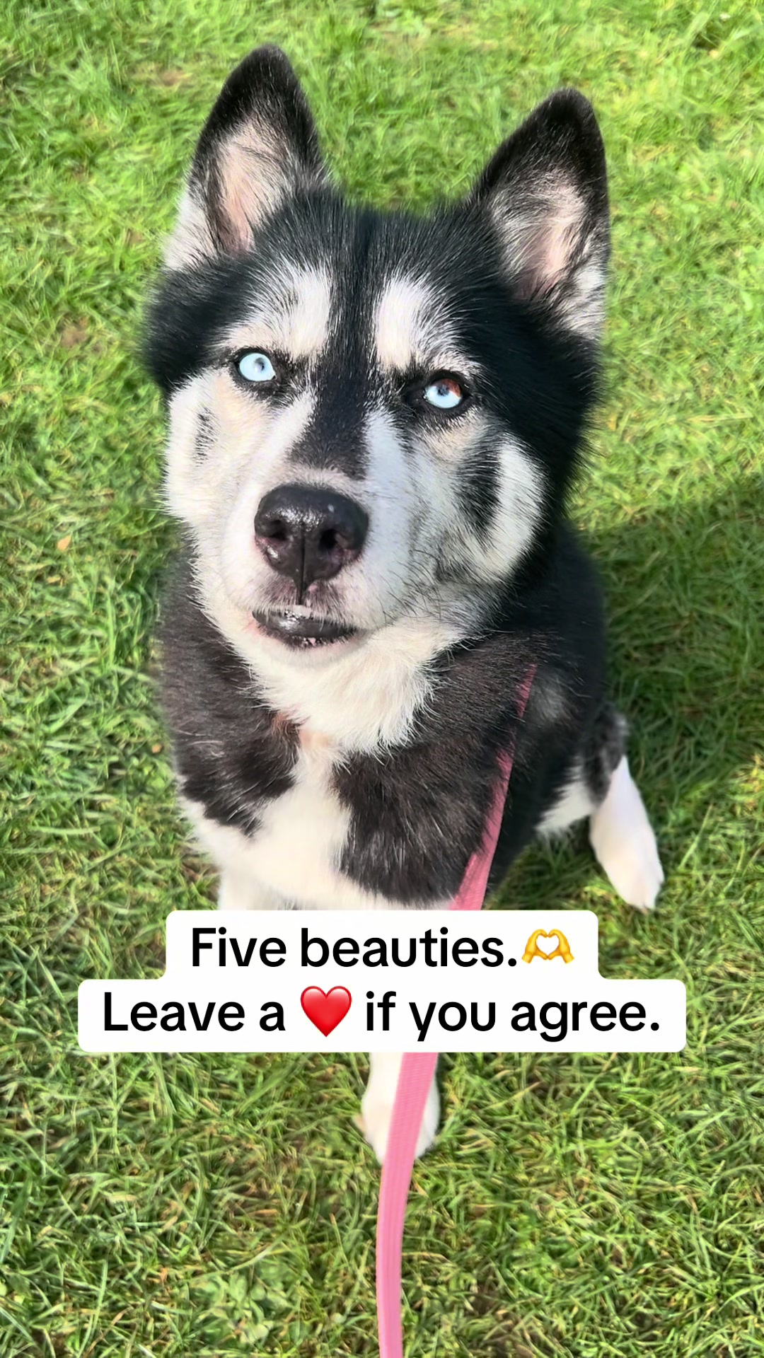 @Pawsome Fivesome
